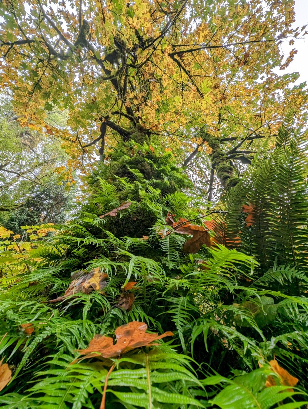 A lush, green forest scene with various ferns and an evergreen tree in the foreground, with deciduous trees showing autumn yellow and orange foliage in the background