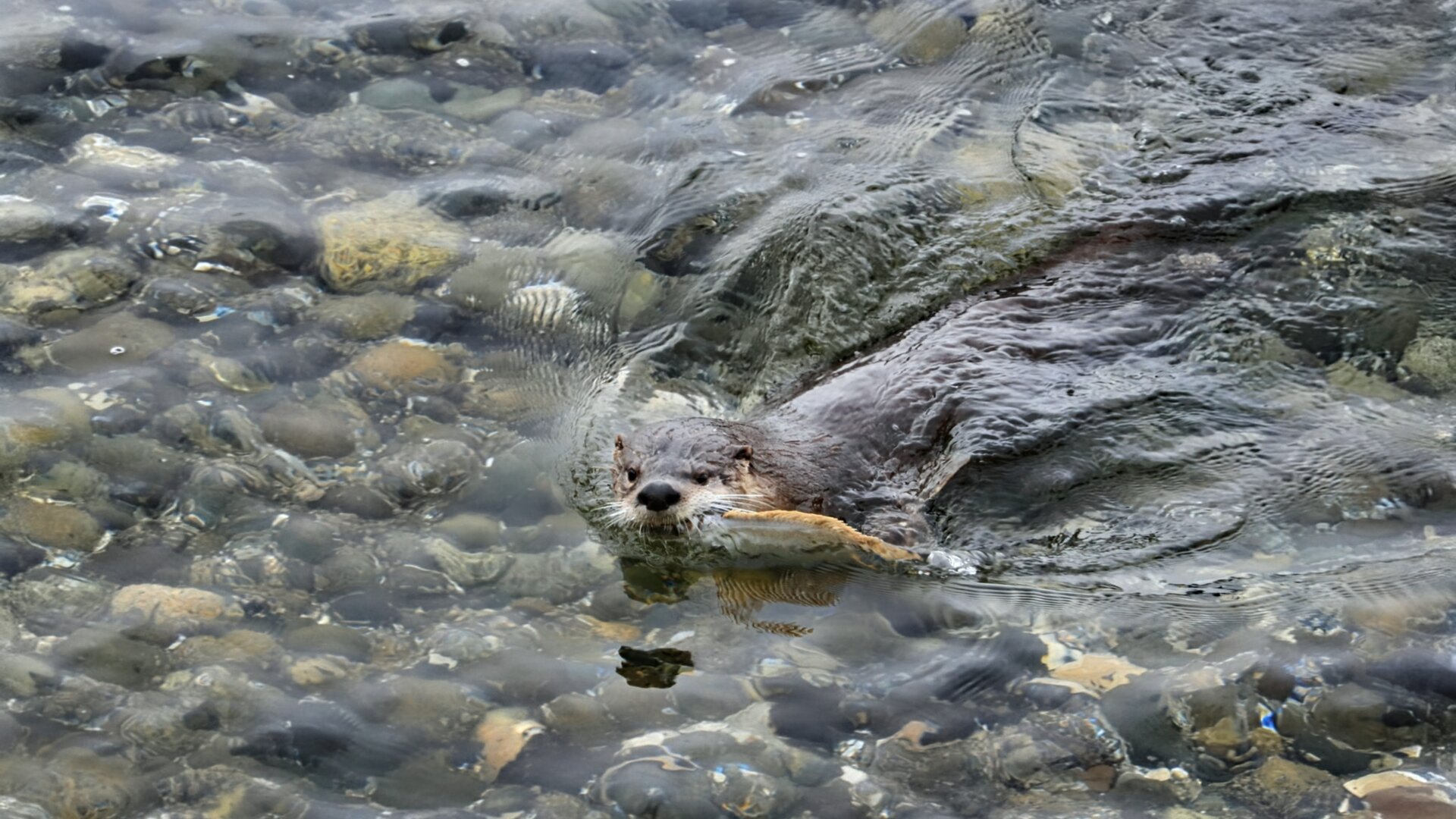 An otter swimming in clear water over a bed of smooth, multi-colored pebbles with a Flounder it caught in its mouth
