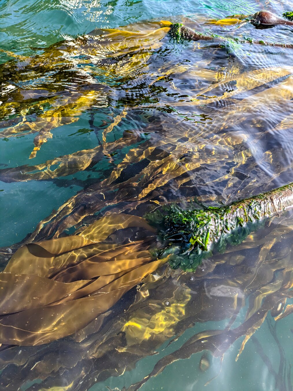 A dense bed of giant kelp floats in clear, sunlit ocean water. The kelp fronds are a mix of golden yellow and brown, with some bright green algae visible