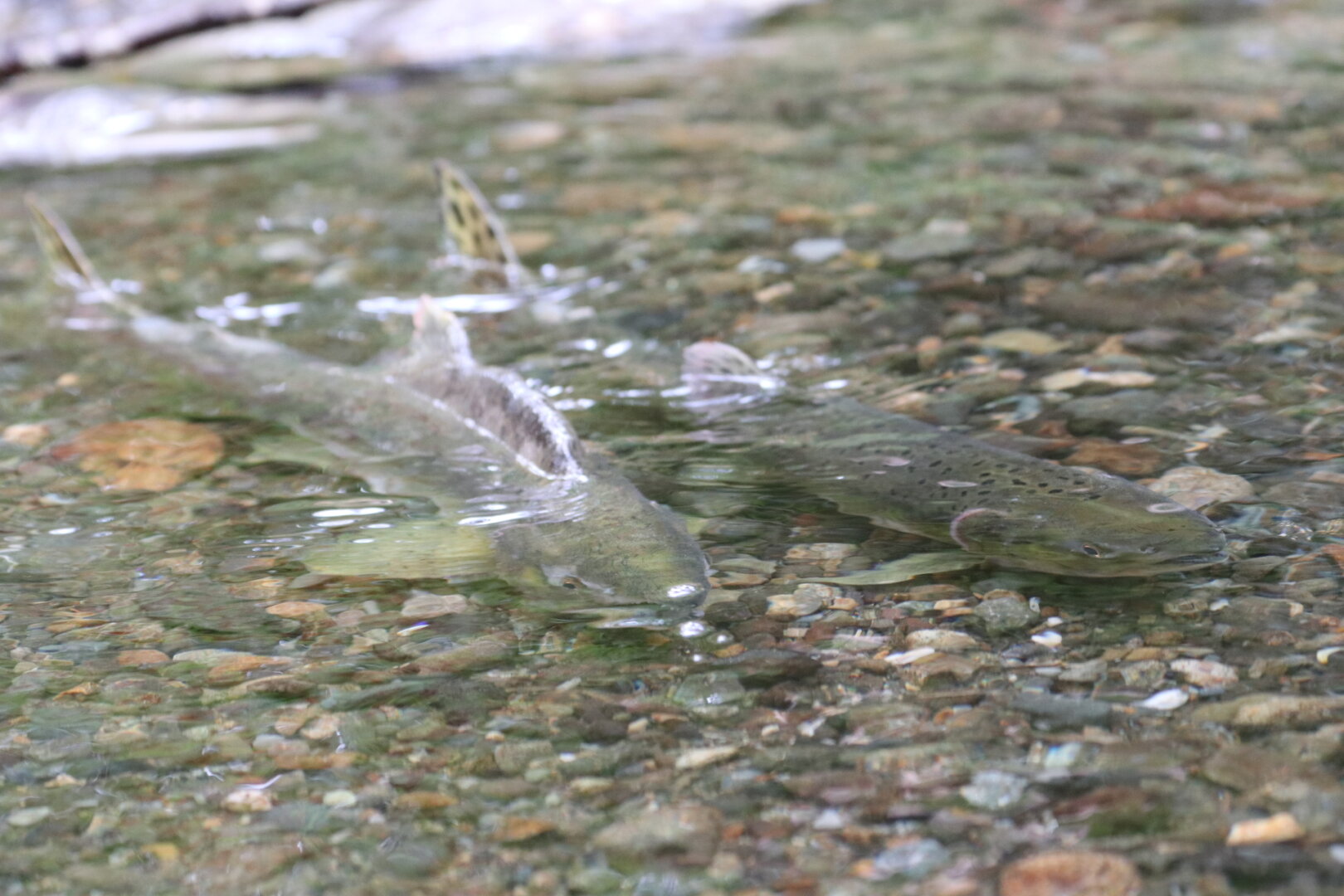 A male and female pink salmon preparing to spawn in the Green river here in the Puget Sound region