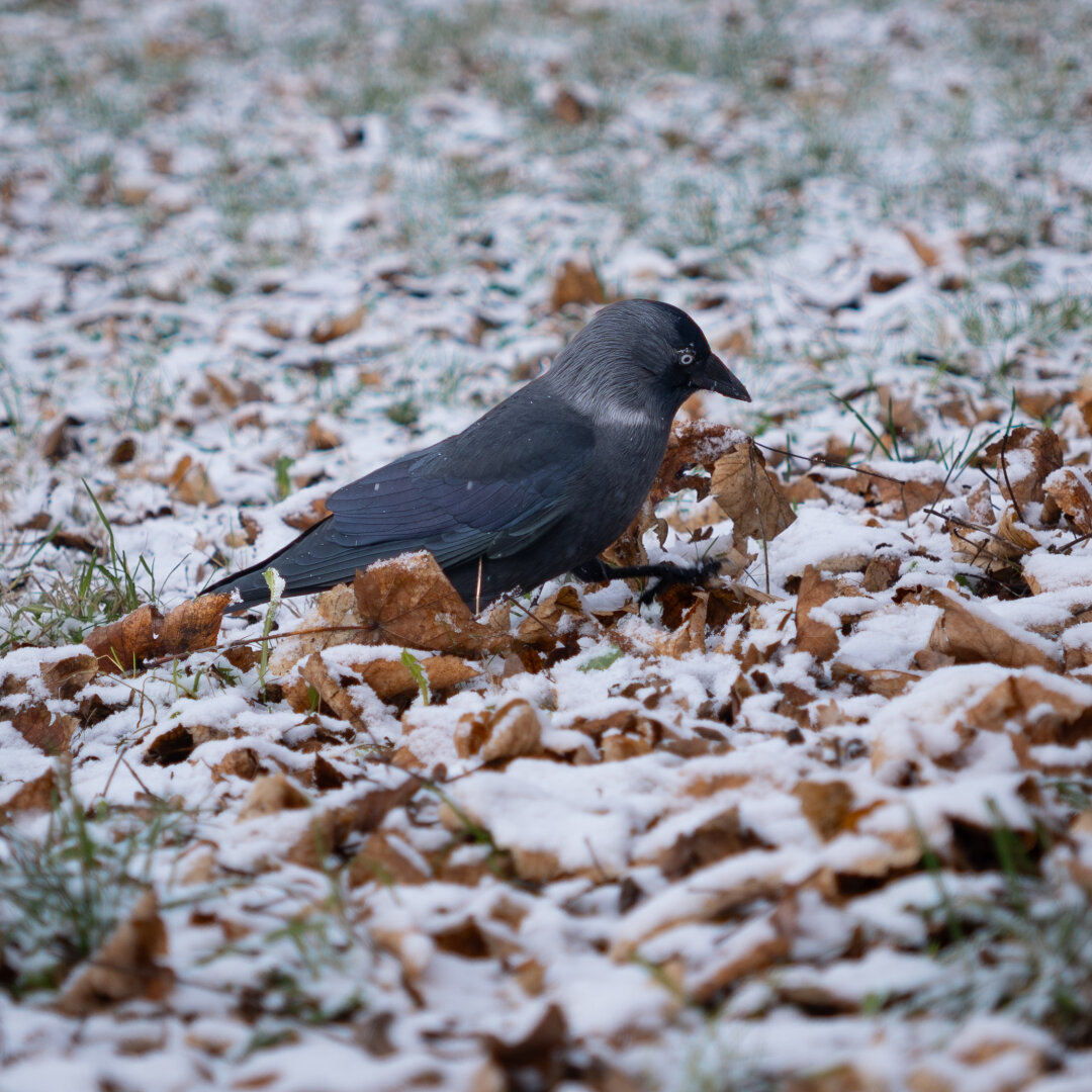 Jackdaw