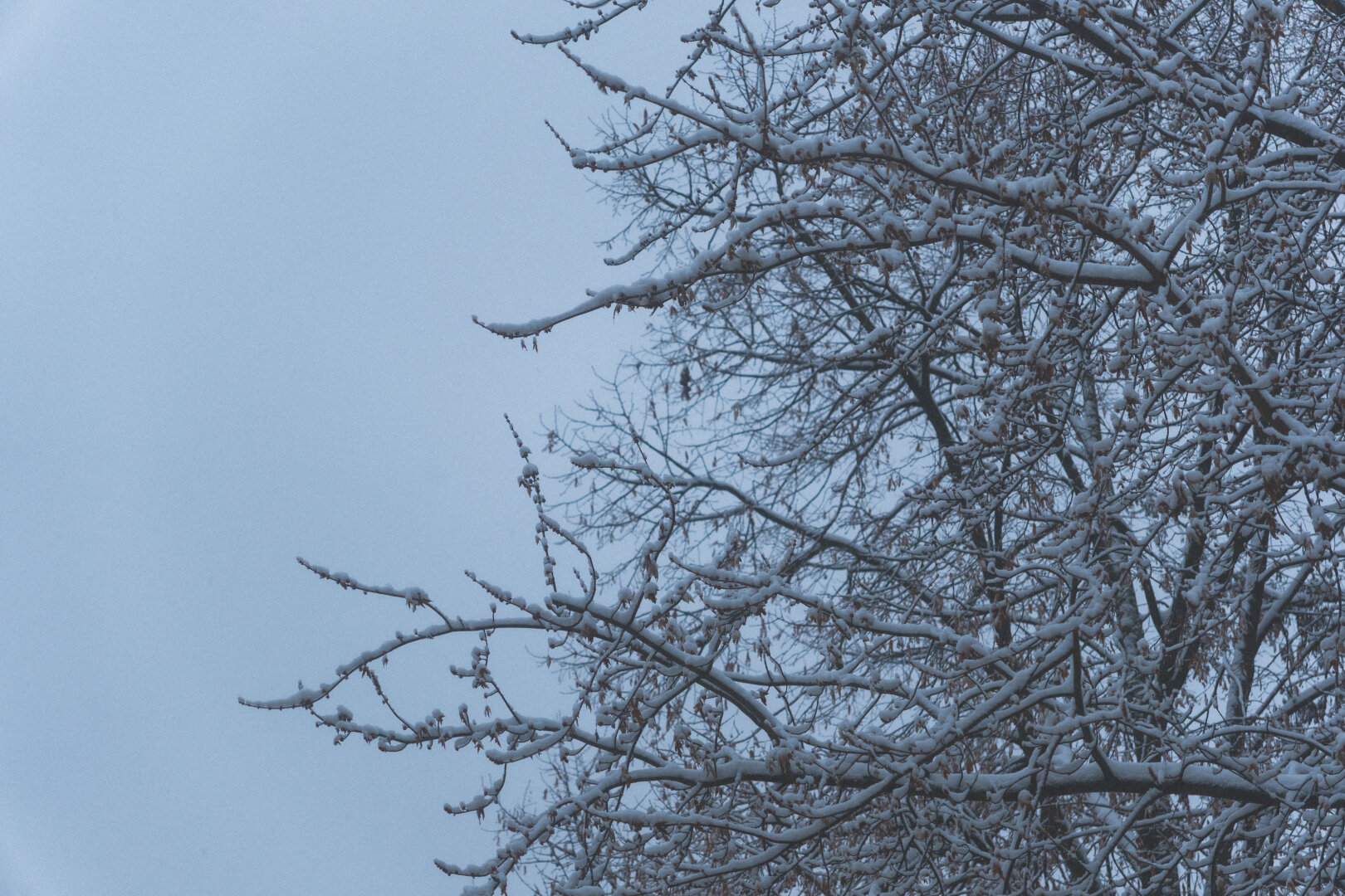 snow on branches