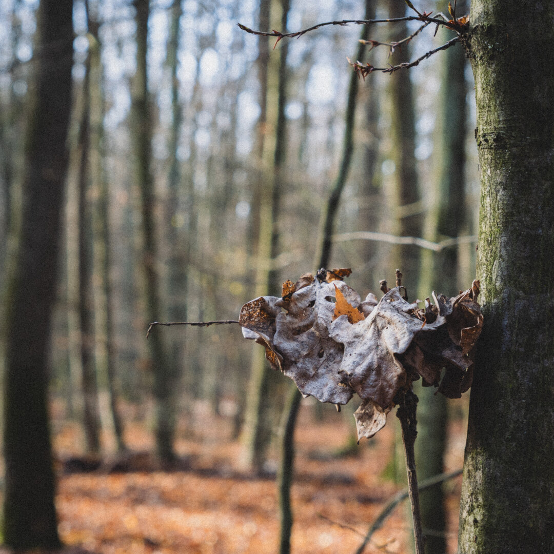 bunch of dry leaves