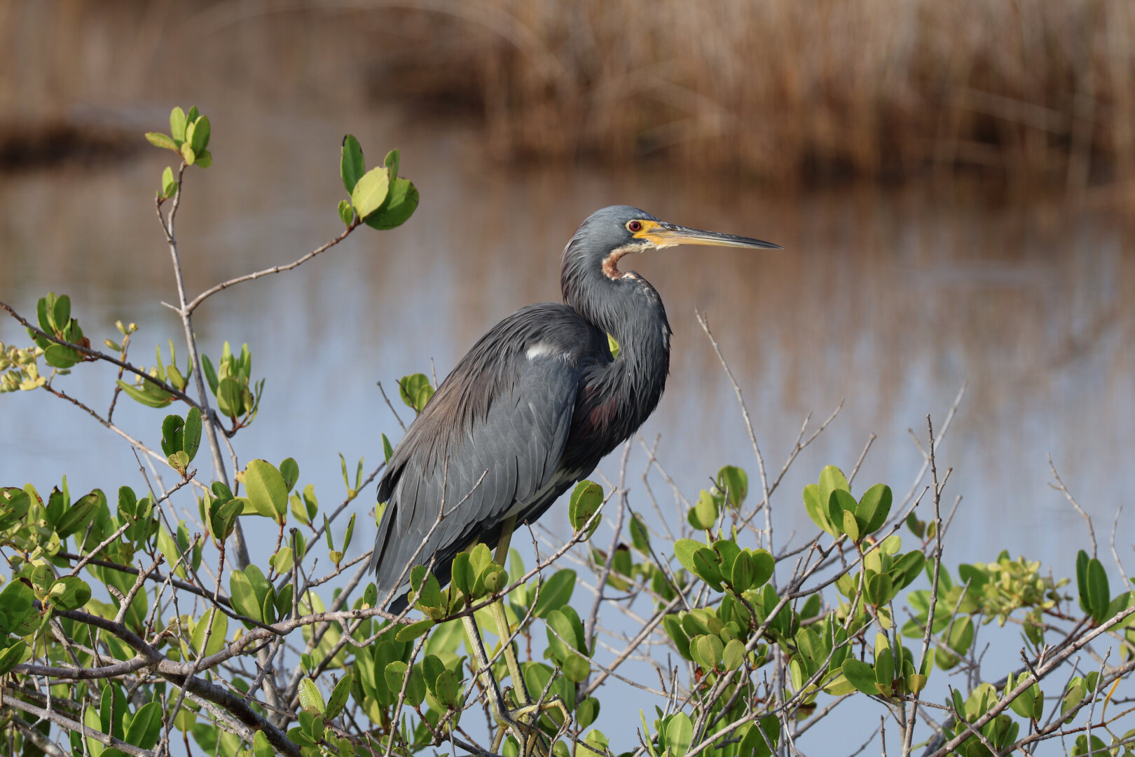 A photo of a tricolored heron (Egretta tricolor) perched atop a bush. Its neck is curved into an S shape as it peers to camera right.