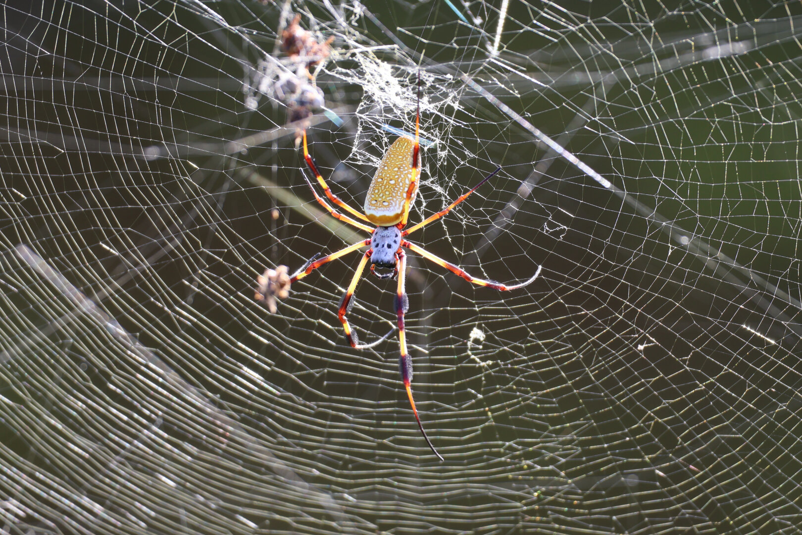 A photo of a female American golden silk orb-weaver in her web. She's hanging gracefully with one foreleg curled a bit and the other extended. She's gorgeous and she knows it!