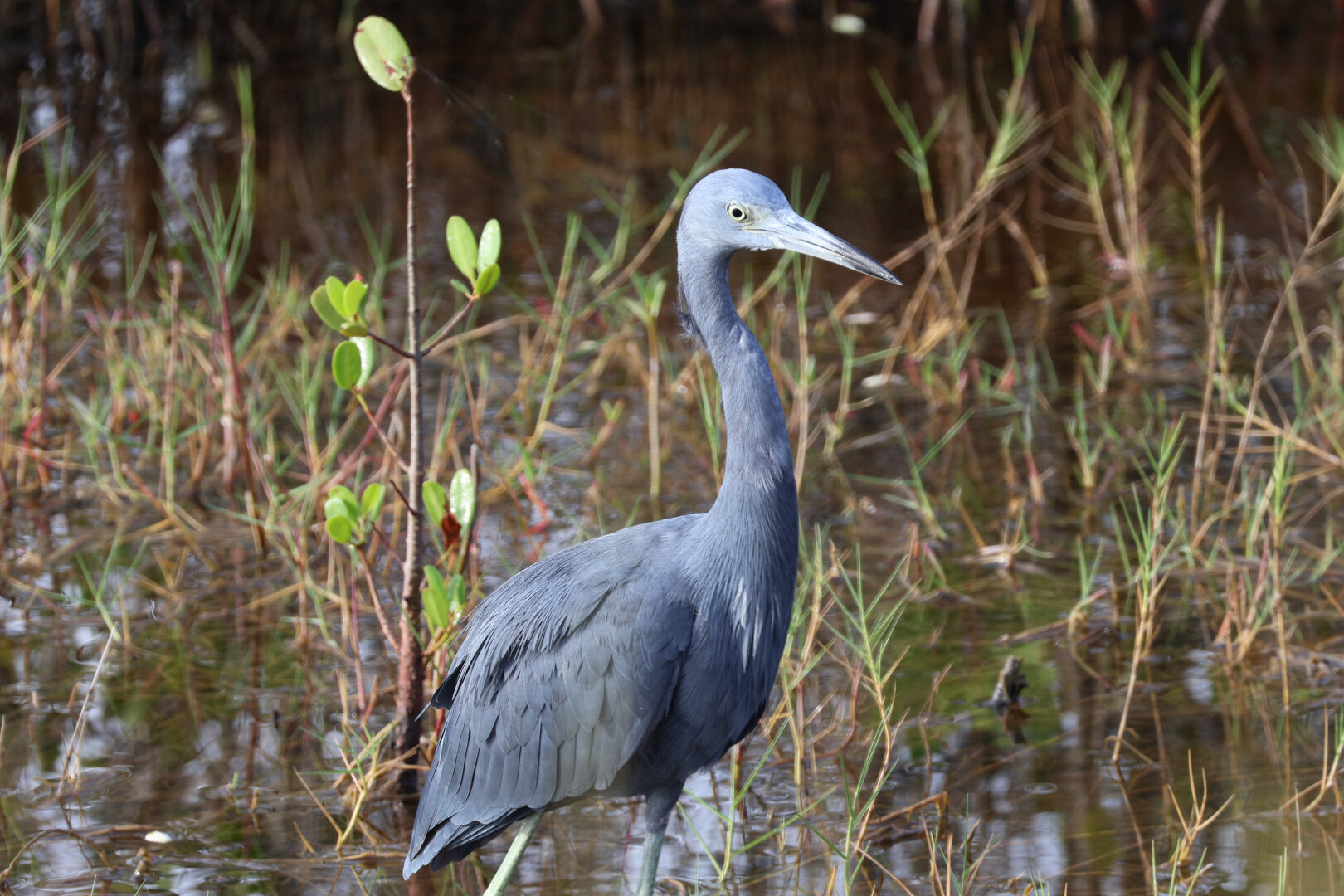 A photo of a little blue heron (Egretta caerulea) wading in a marsh. It lacks the usual purplish plumage on the neck and head. Its one visible eye stares intently at the photographer.