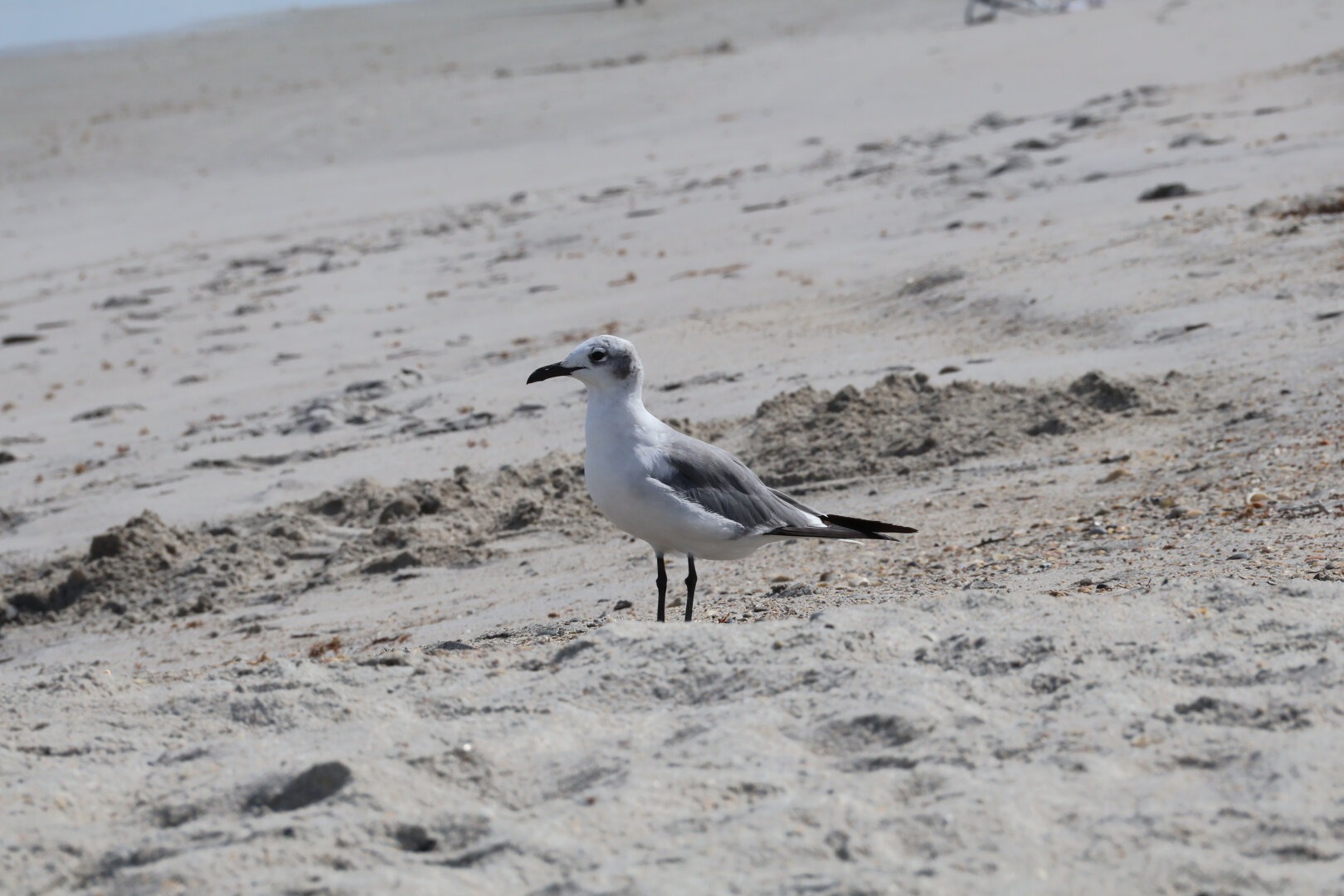 A photo of a laughing gull (Leucophaeus atricilla) in nonbreeding adult plumage. Uncharacteristically, it has no interest in the photographer—instead, it stands solemnly on the beach staring at the distant waves.