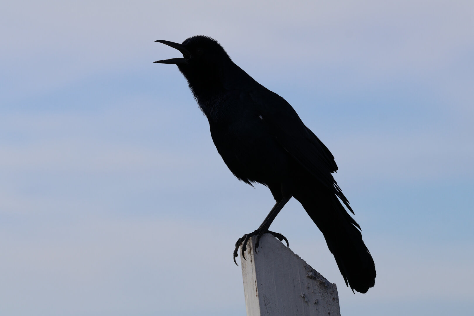 A photo of the silhouette of a boat-tailed grackle mid-vocalization. It's perched on a wooden post with its wings folded. Behind it is the slightly cloudy morning sky.