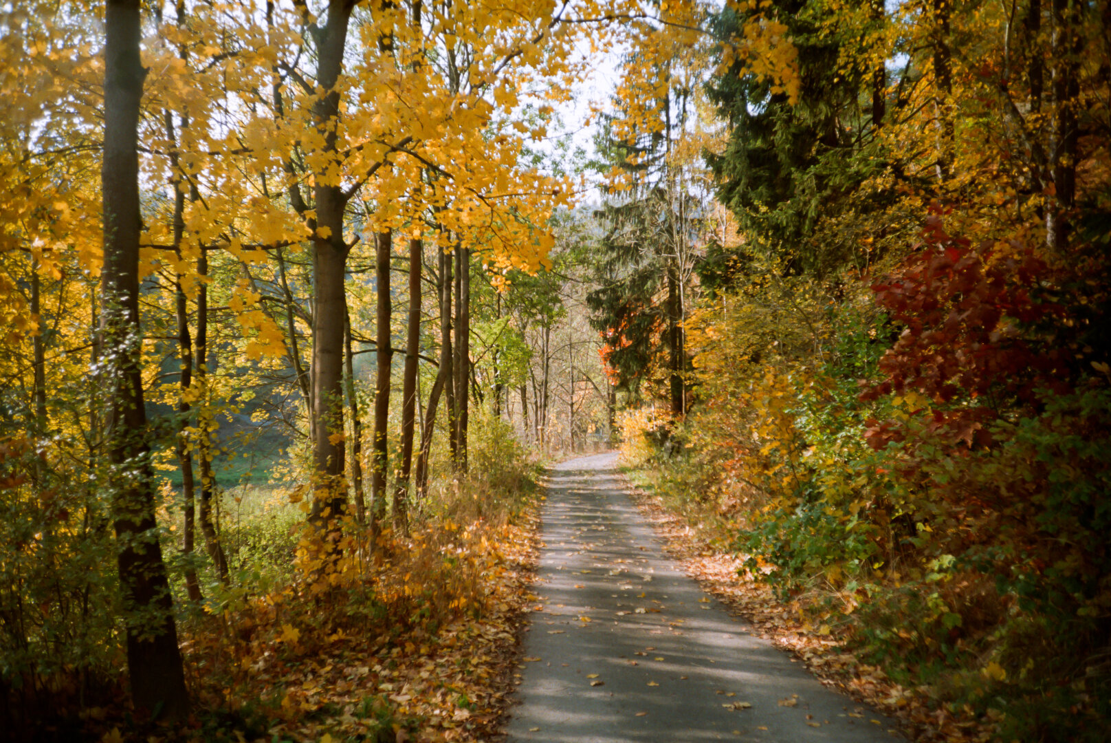 Path through a forest with trees bearing yellow and green leaves in autumn. *** Weg durch einen Wald mit Bäumen, die gelbe und grüne Blätter tragen, im Herbst.