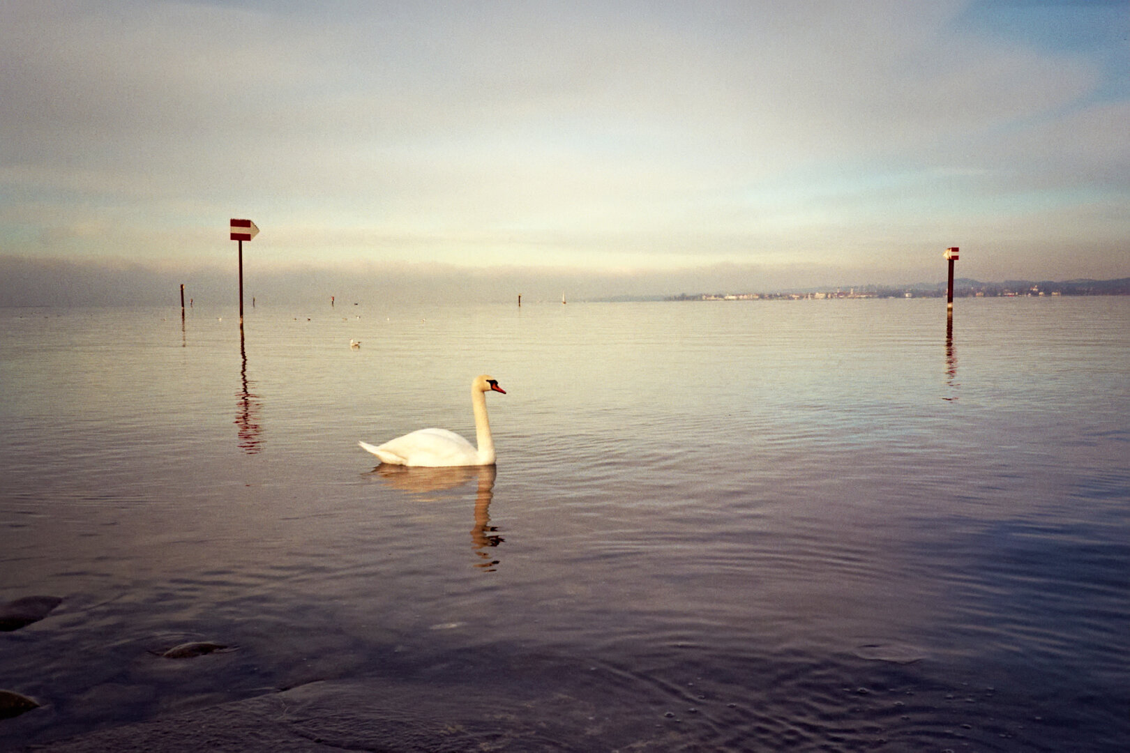A single swan swimming on the calm Lake Constance at Bregenz, with multiple posts in the water and a distant shoreline under a cloudy sky. *** Ein einzelner Schwan schwimmt auf dem ruhigen Bodensee bei Bregenz, mit mehreren Pfosten im Wasser und einer fernen Uferlinie unter bewölktem Himmel.