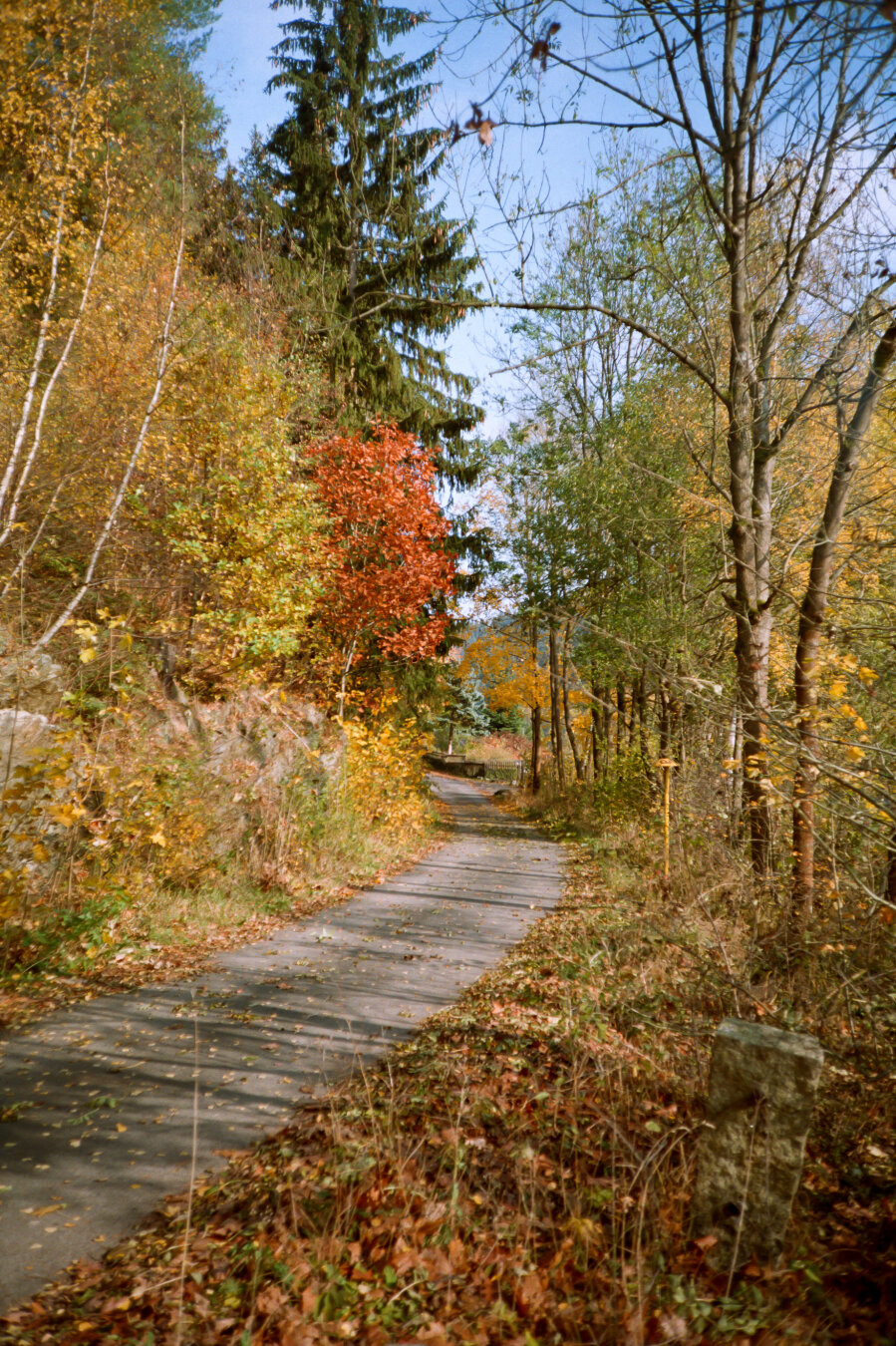 Path through a forest with trees bearing yellow and green leaves in autumn. *** Weg durch einen Wald mit Bäumen, die gelbe und grüne Blätter tragen, im Herbst.