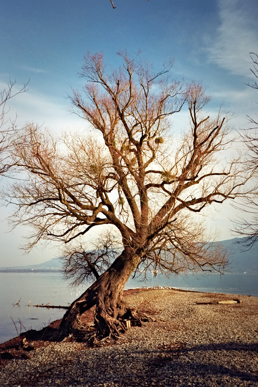 Leafless gnarled willow tree with sprawling branches on the shore of Lake Constance in Bregenz, pebble beach and calm water in the background. *** Kahle, knorrige Weide mit ausladenden Ästen am Ufer des Bodensees in Bregenz, Kiesstrand und ruhiges Wasser im Hintergrund.