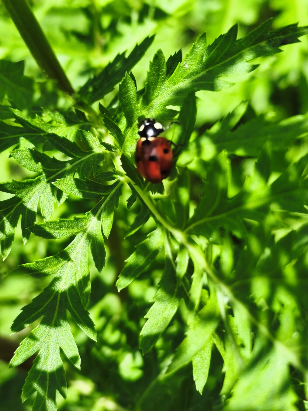 Der Marienkäfer nochmals
