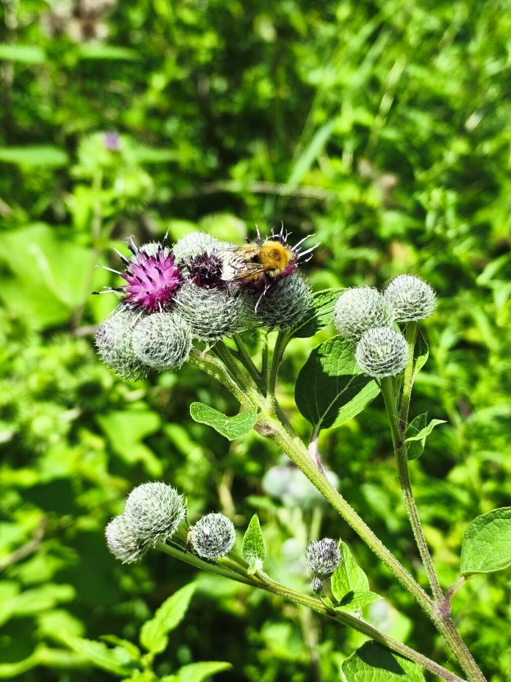 Nochmals Hummel auf der Distel