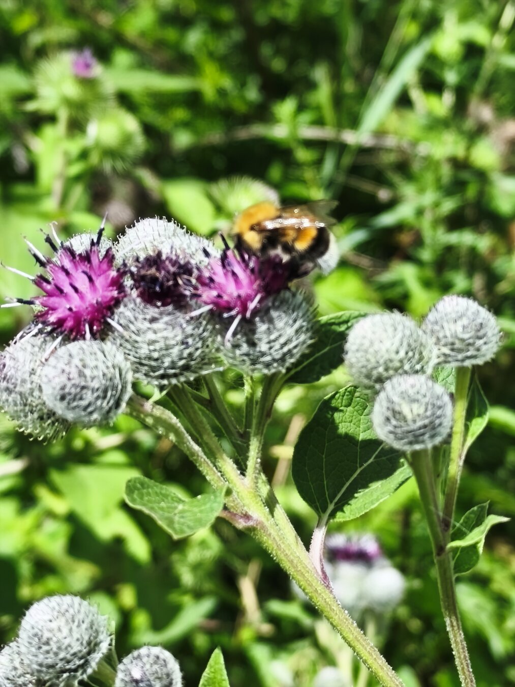Hummel auf Disteln