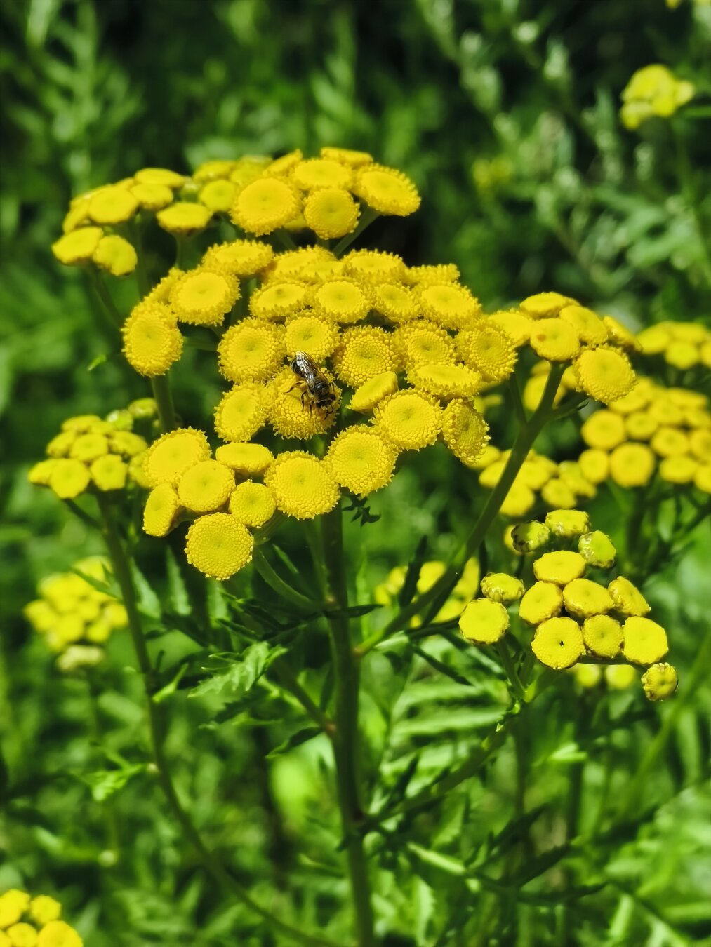 Biene auf gelber Blüte