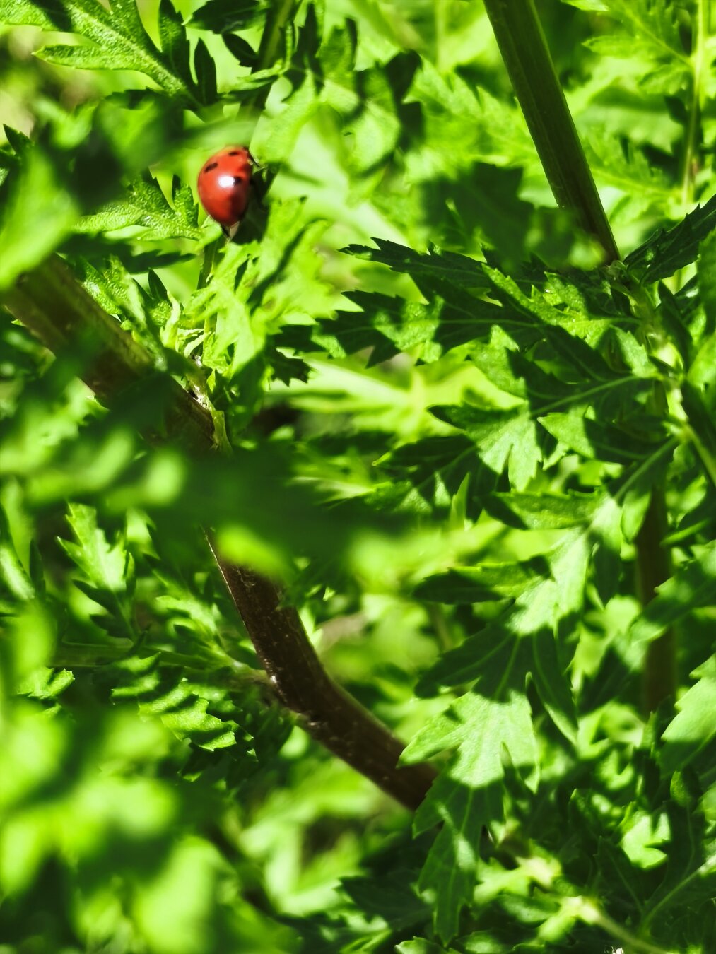 Marienkäfer krabbelt durch grünes Laub