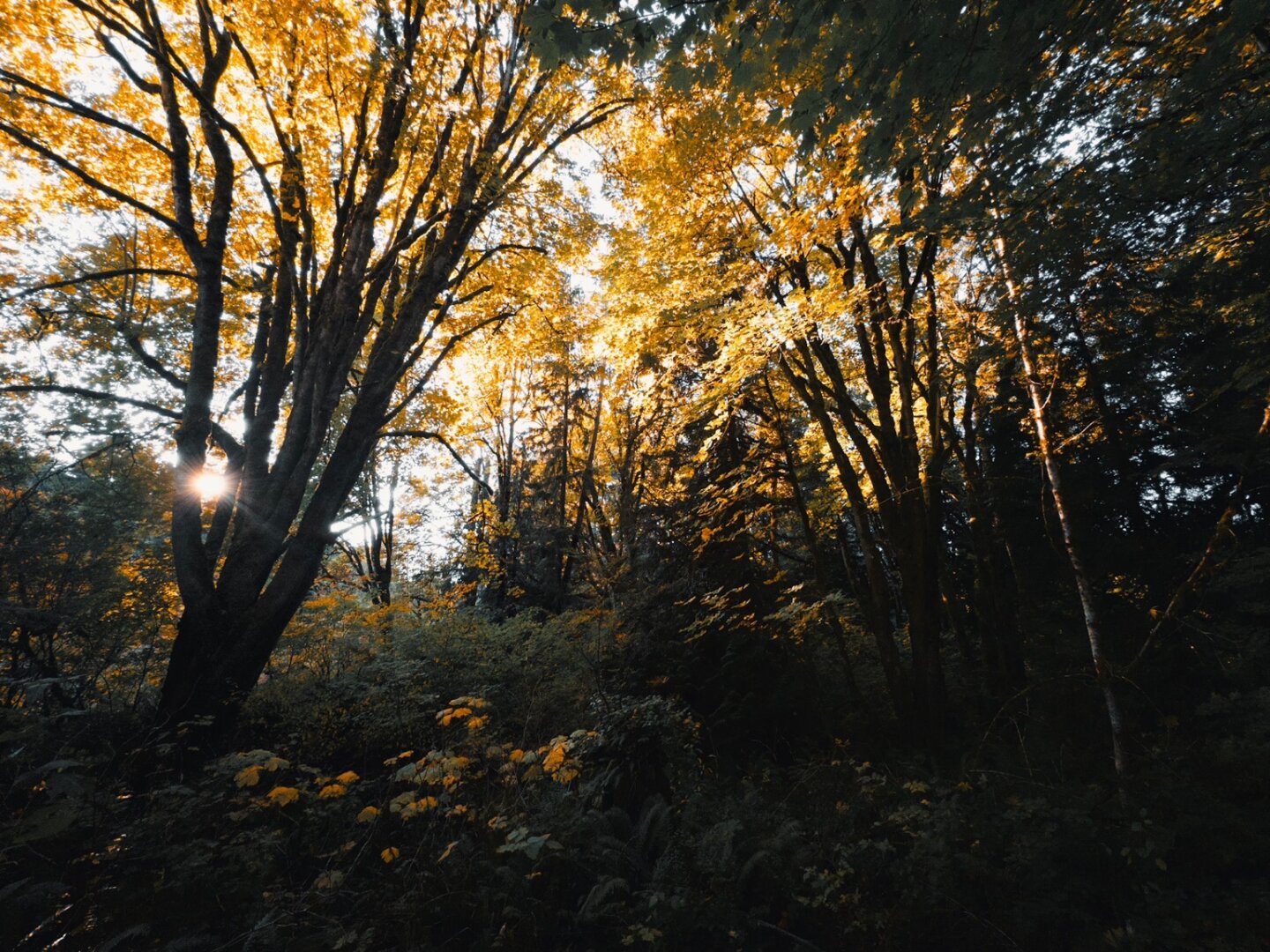 Trees with brilliant yellow leaves, and the sun shining through the branches.