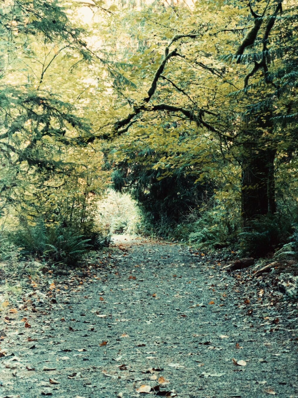 Gravel path with branches covered in green and yellow-green leaves arching overhead.