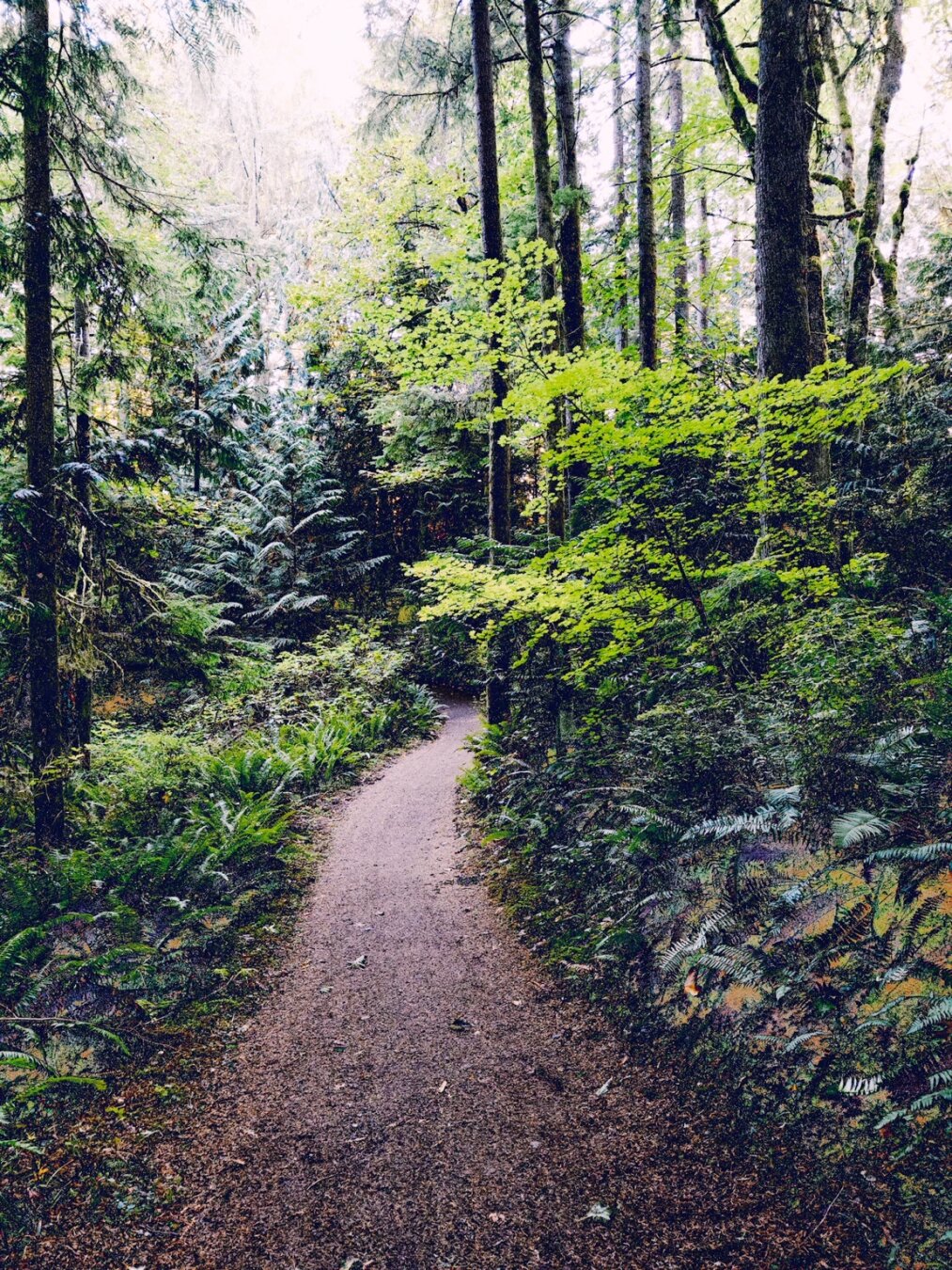 Dirt path going into the woods. Ferns and trees on both sides.