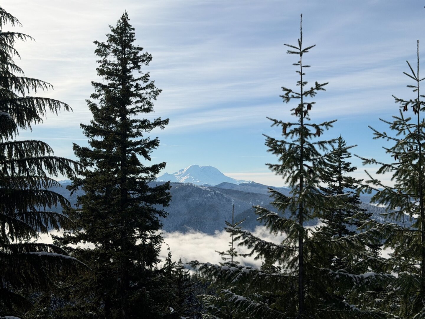 A snowy Mount Rainier in the distance, framed by snow dusted trees in the foreground.