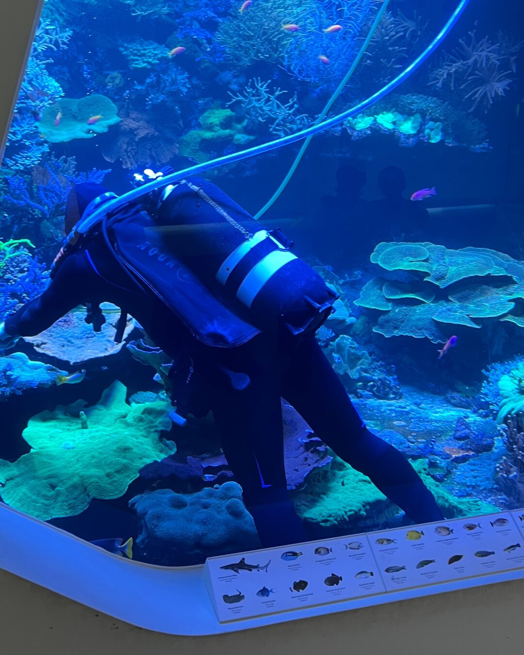 Das Bild zeigt einen Taucher in einem großen Aquarium. Er trägt einen schwarzen Neoprenanzug, eine Maske und eine Sauerstoffflasche. Um ihn herum wachsen bunte Korallen in Grün, Blau und Gelb. Kleine orange und violette Fische schwimmen zwischen den Korallen. Unten sieht man eine Tafel mit Bildern und Namen verschiedener Meeresarten. The picture shows a diver inside a large aquarium. He is wearing a black wetsuit, a mask, and an oxygen tank. Around him are colorful corals in green, blue, and yellow. Small orange and purple fish swim between the corals. At the bottom there is a display panel with pictures and names of different marine species.