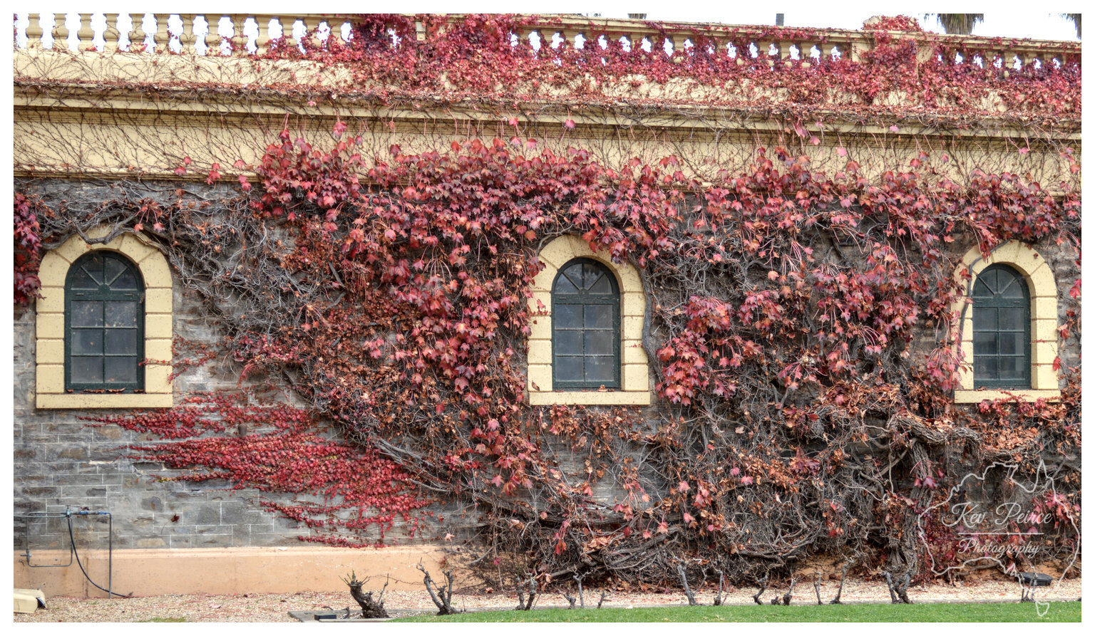 A stone building wall, likely part of the historic Seppeltsfield winery, is heavily covered in Virginia creeper or ivy displaying vibrant red and deep crimson autumn foliage.  Three tall, arched dark green windows with stone surrounds are visible through the dense vines. The building has a yellow band and a white balustrade along the top.
