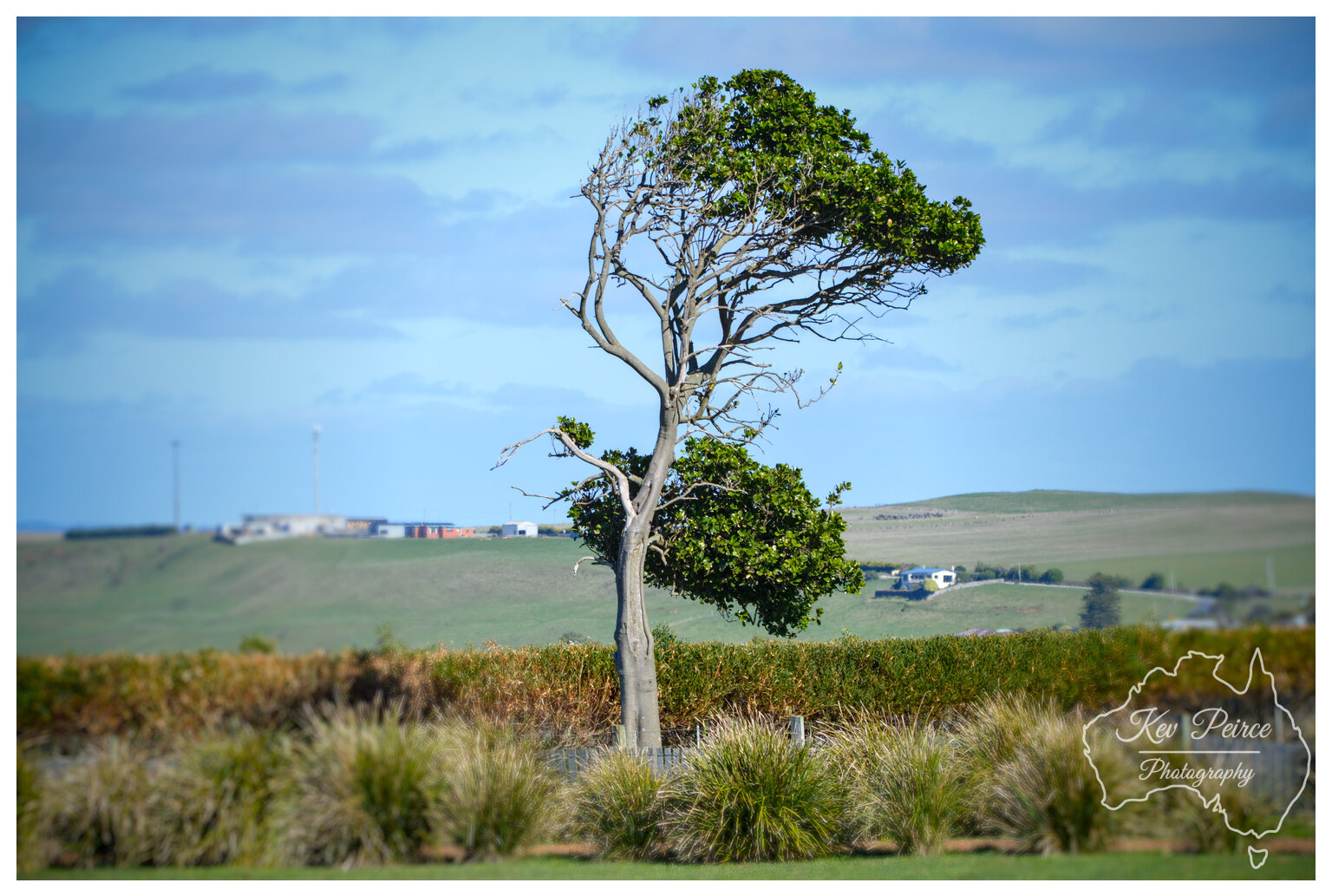 A single, slender tree stands in a field under a bright, cloudy sky. The tree's foliage is unevenly distributed, showing signs of being shaped by constant coastal winds, with a dense crown on the right side and mostly bare branches on the left.

The foreground features blurred green grass and spiky bushes, leading back to rolling green hills in the mid ground. Buildings, possibly industrial or farm structures, are visible in the distance on the hillsides.