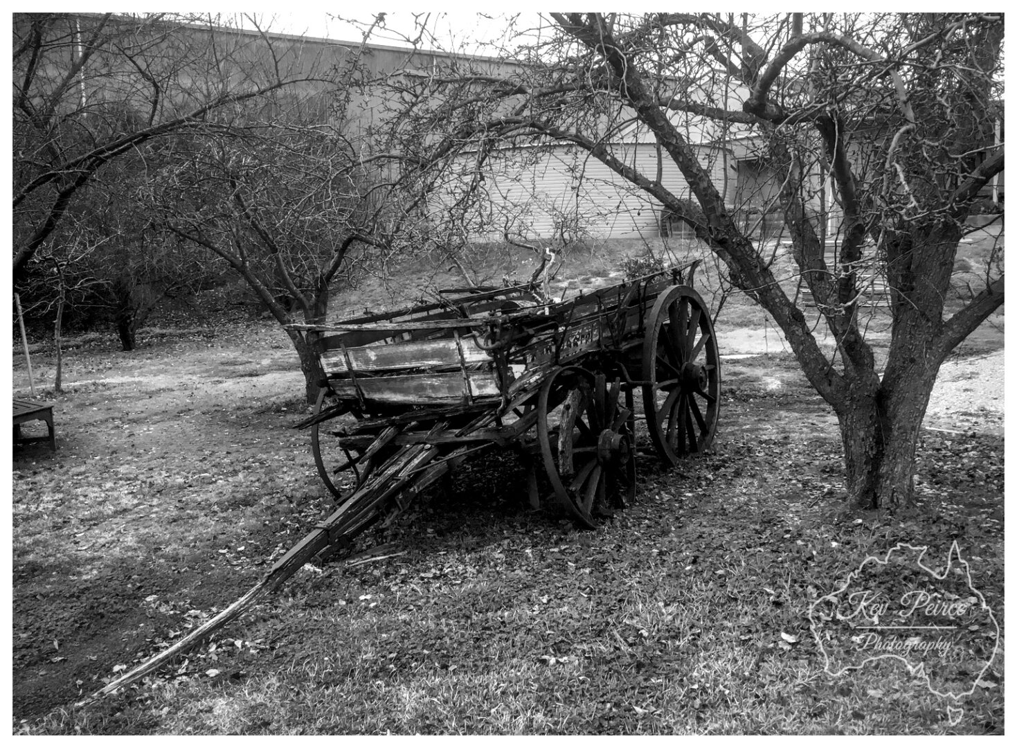 A black and white photograph of an antique, wooden, horse drawn wagon or dray, weathered and decaying, parked on grass and dirt beneath the bare, gnarled branches of two deciduous trees.  The wagon's wooden wheels and structure are clearly visible, evoking a sense of history. A plain industrial or farm building stands in the background.