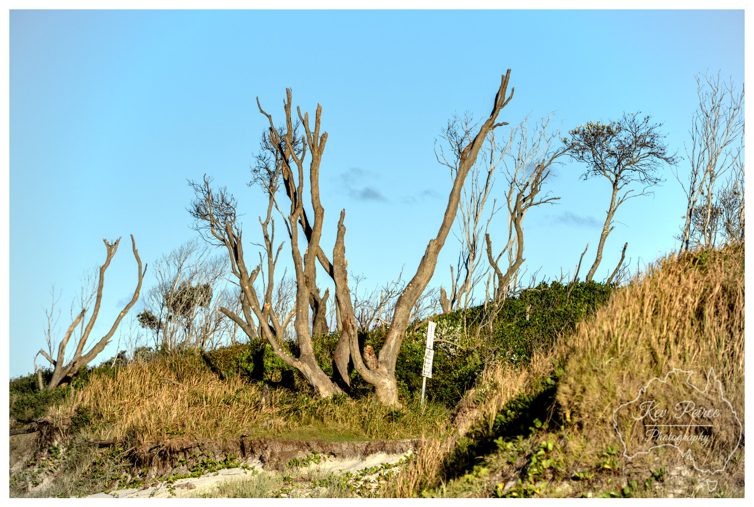 A photograph capturing the rugged, salt affected coastal vegetation at Byron Bay, New South Wales.  Several gnarled, dead looking tree trunks stand out against the bright blue sky, rooted on a grassy dune bank above a patch of sand.
