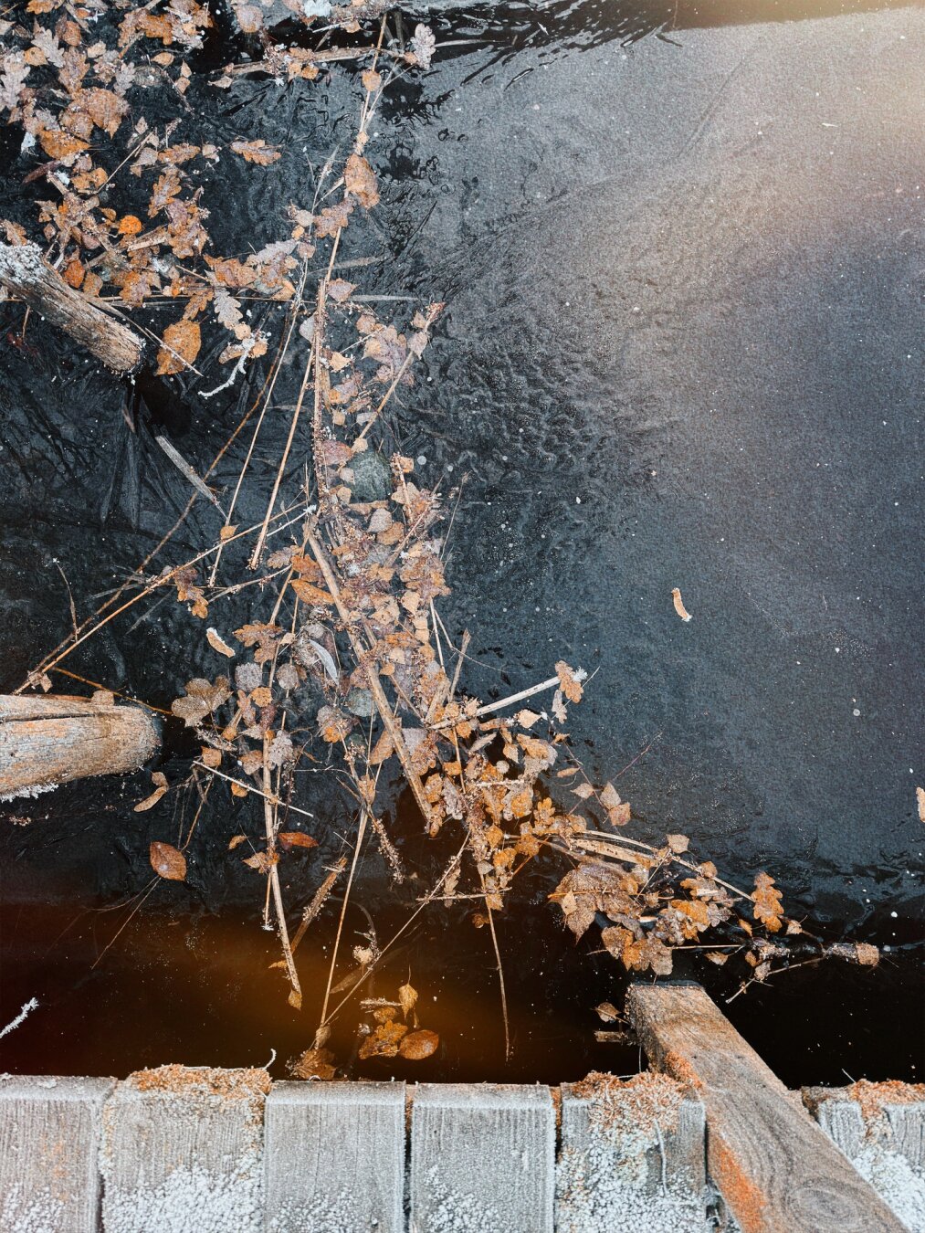 Blätter im See eingefroren