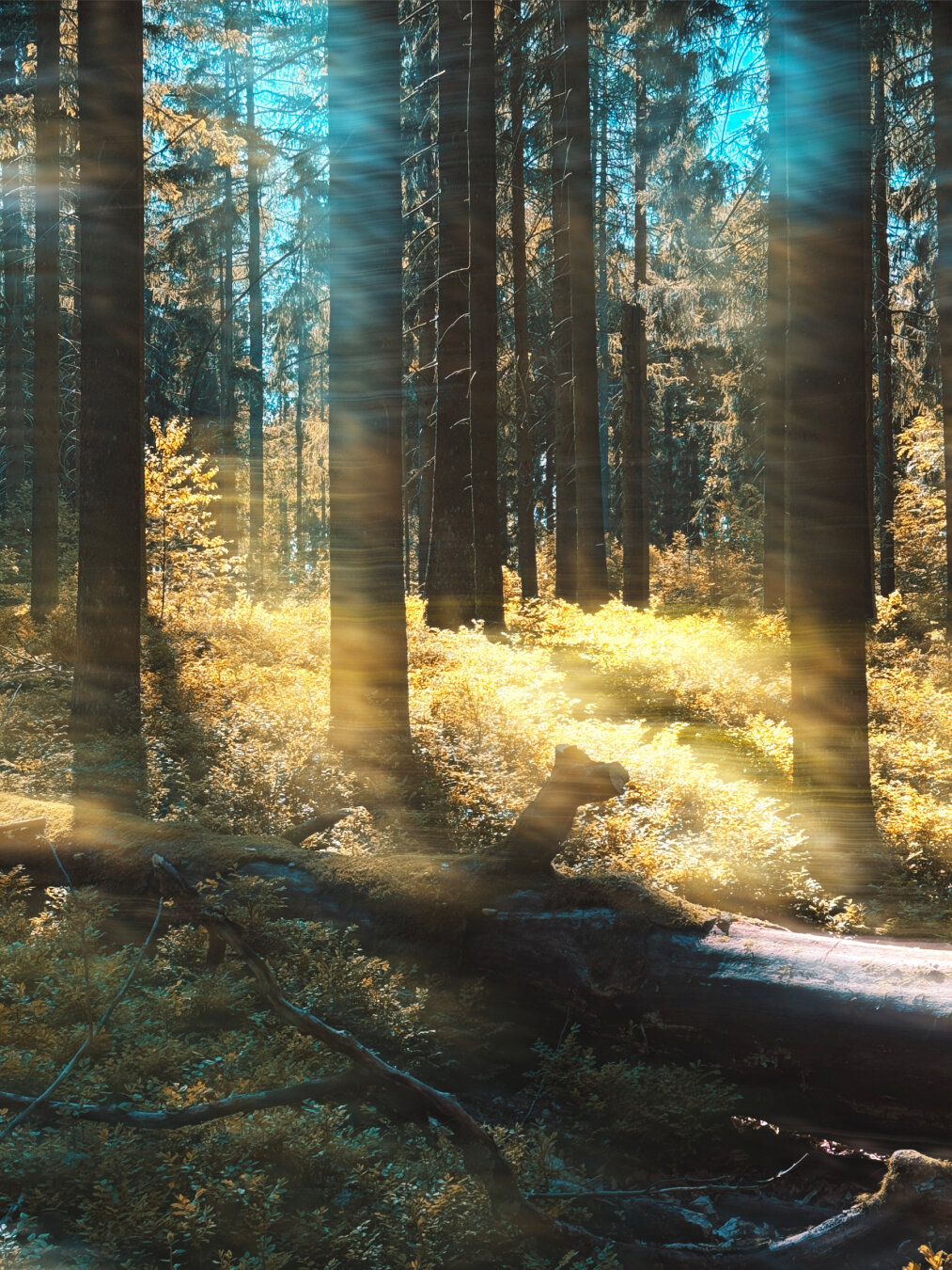 Ein ruhiger Wald mit Sonnenstrahlen, die durch die Bäume scheinen, beleuchtet eine umgestürzte Baumstammstruktur im Vordergrund.