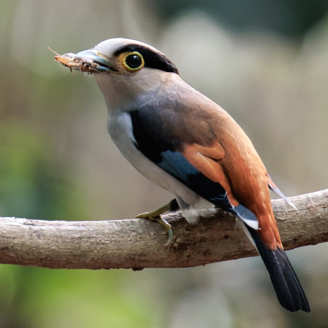 Closeup of the broadbill mid-snack