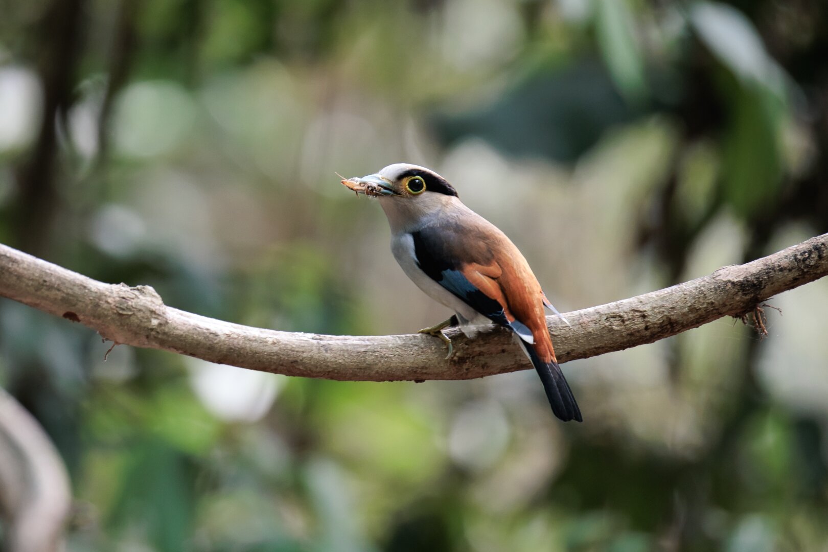 A white-blue-brown medium sized bird, "silver breasted broadbill" munching on a bug