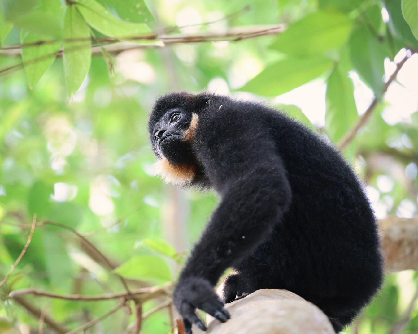Adolescent male gibbon sitting on a branch, arm stretched towards the camera, looking upwards sincerely.