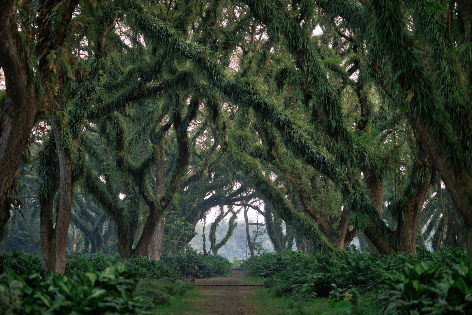 Centred photo of the almost strange looking tree canopy