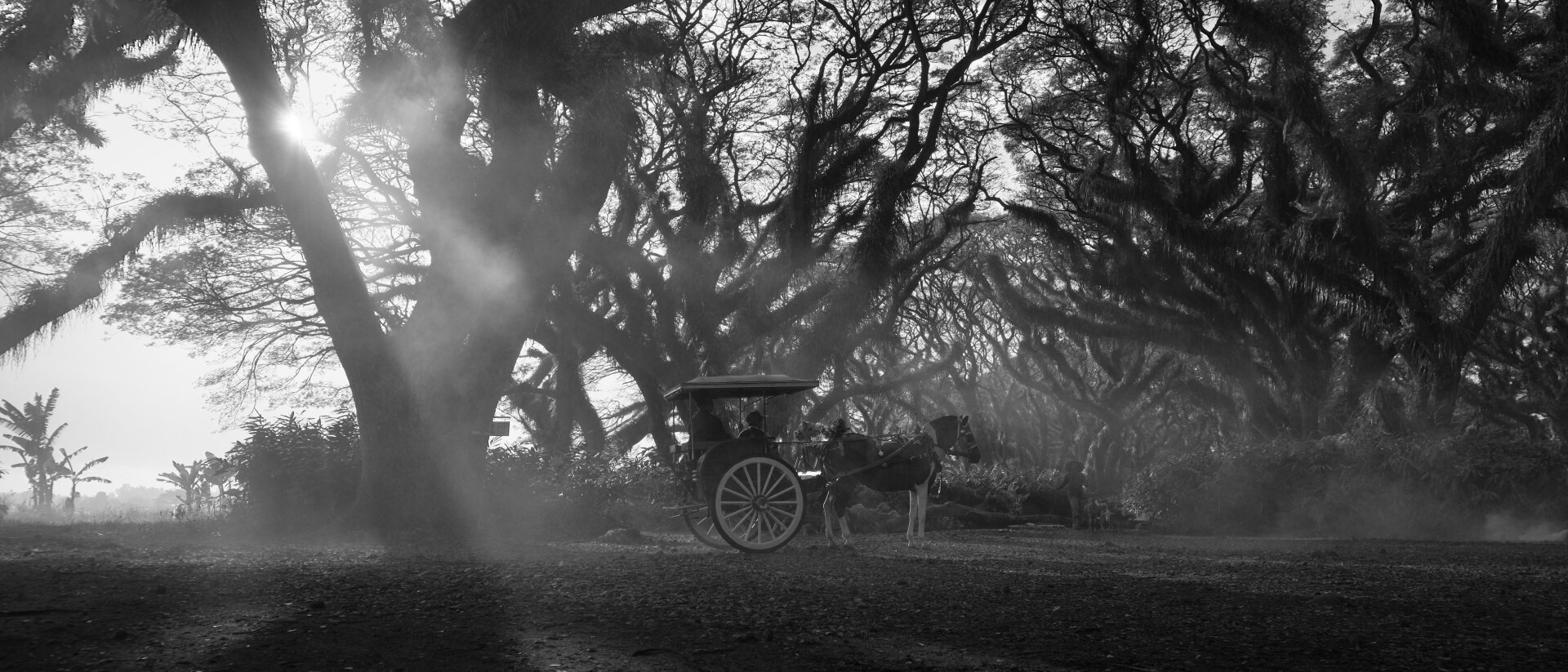 In black and white, more of the forest and the scene is visible