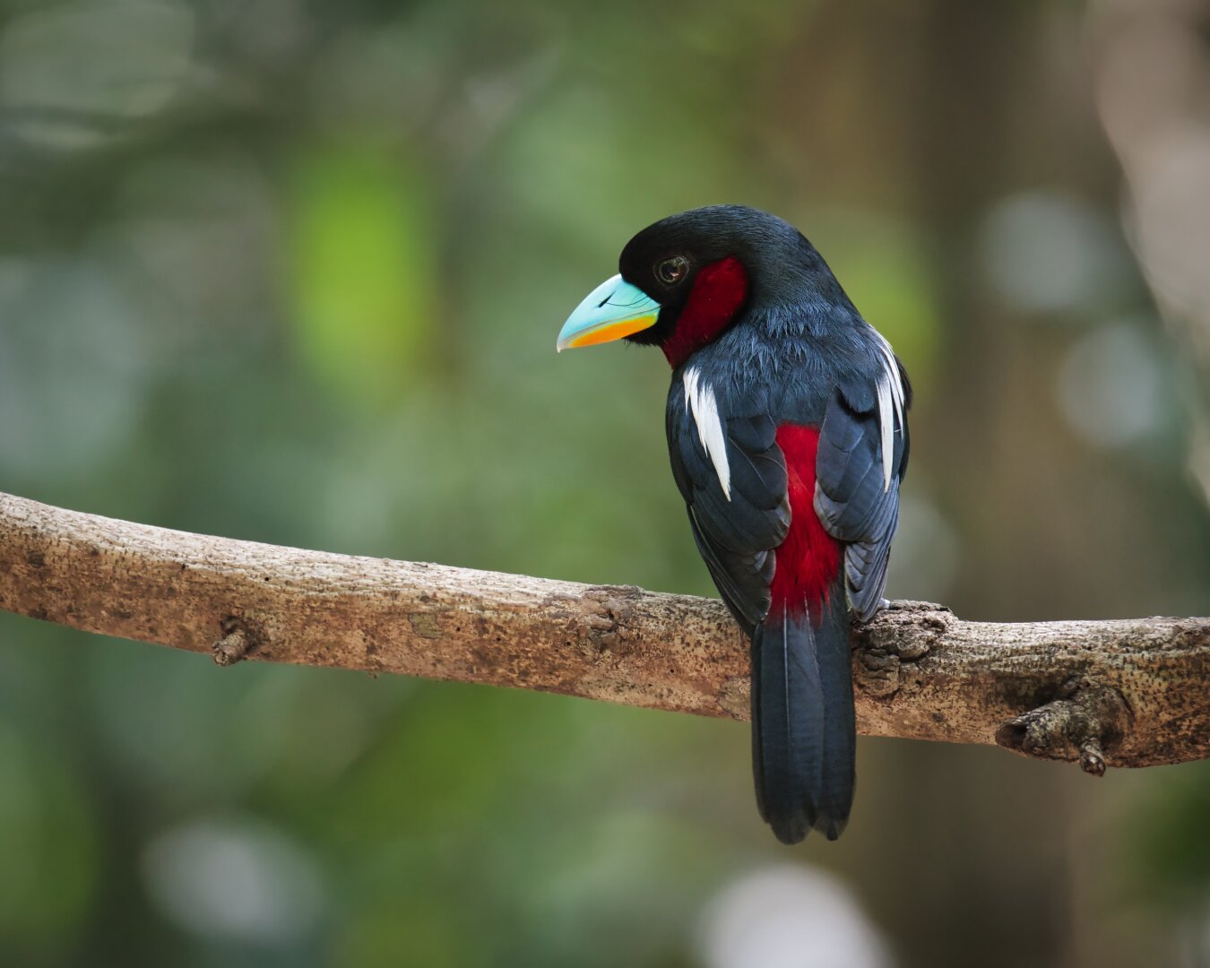 Back view of a black and red broadbill with its bright red back between black feathers with a white accent. It's facing left with it's bright turquoise beak with orange underside visible.