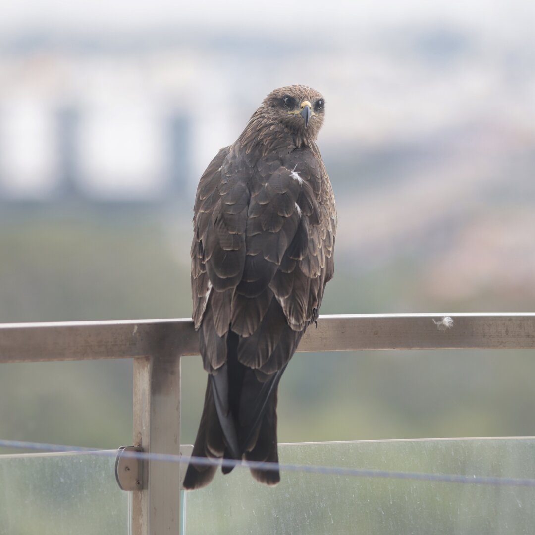 Hawk resting on balcony grill looks back at the camera