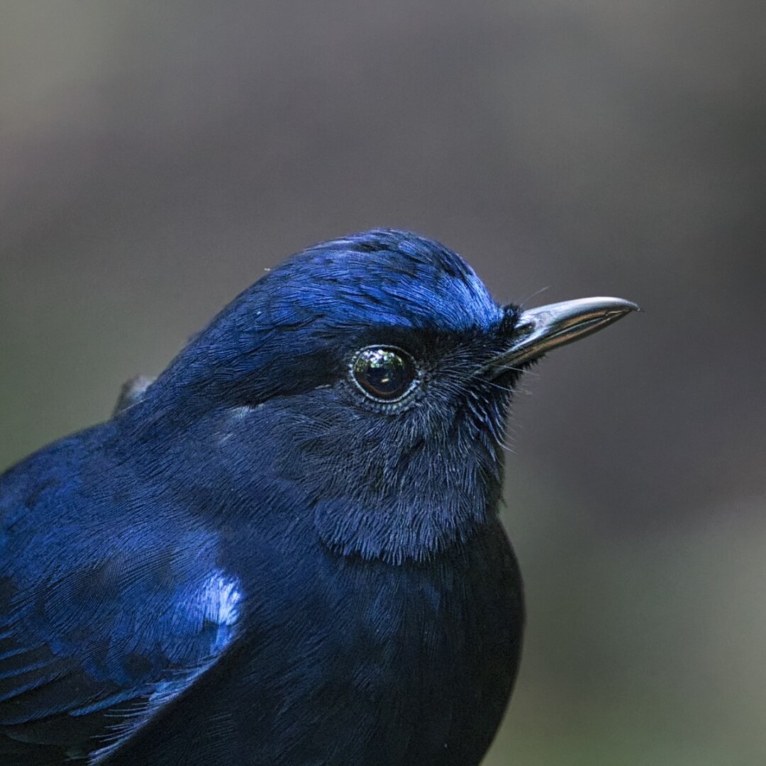 Close up, with forest reflected into it's eye and metallic looking beak in focus