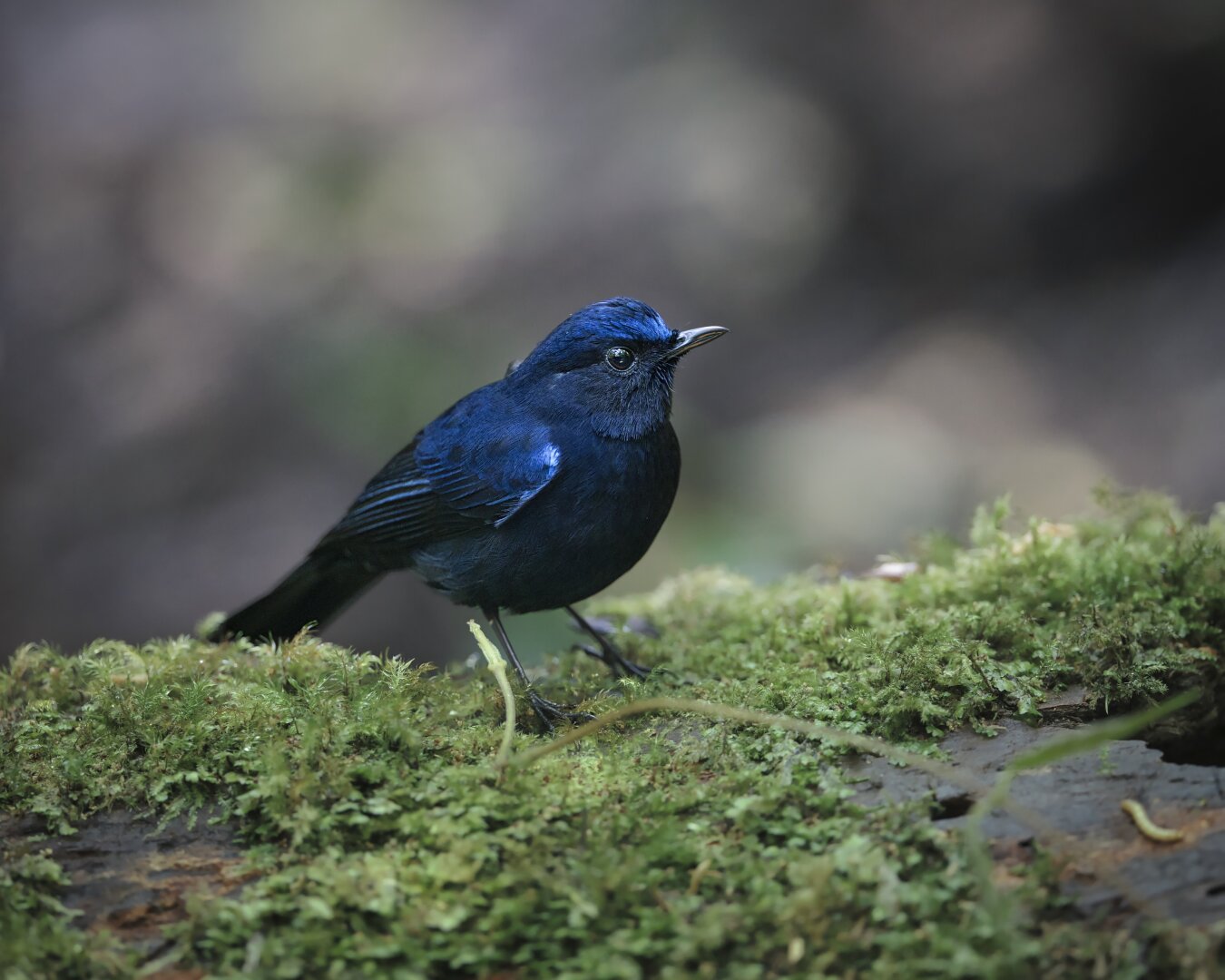 Dark blue coloured small bird, a "white tailed robin" perching on a mossy branch in a forest