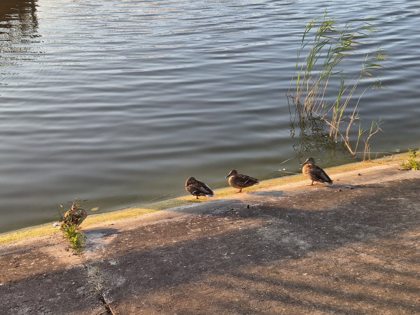 Posted media