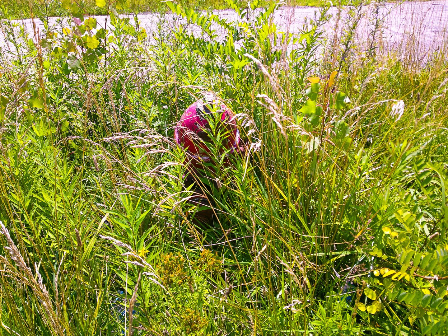 In Hiding - Rochester, NY #ROC #585 #rochesterny #rochesternewyork