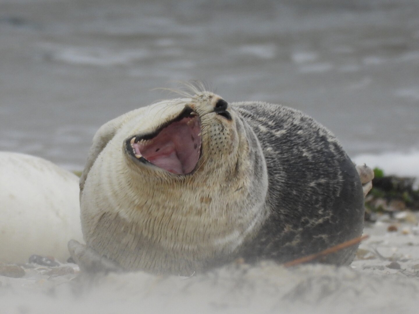 a jawning seal, lying in the sand