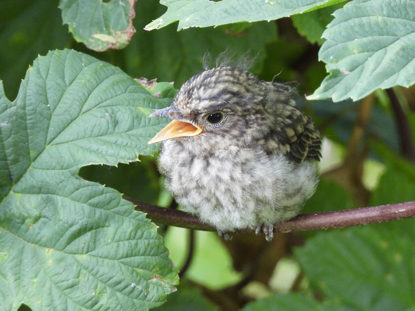 A small plump bird chick sitting in a shrub. It shows a mixture of juvenile and downy feathers. It‘s beak is open, begging for food. The belly is white with grey spots, the back dark grey with bright grey spots.