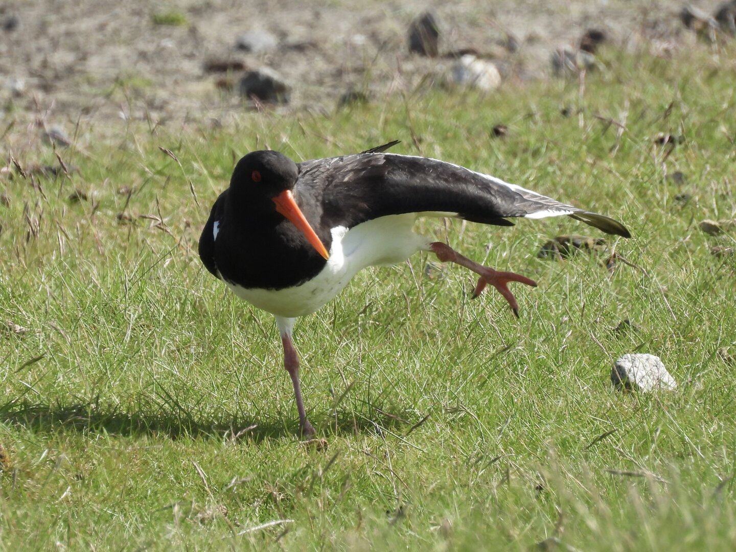 An oystercatcher with black back, head and neck and a white belly. The long beak is orange, the long legs are pink. The birds left wing is stretched out to the side, the left foot is lift from the ground. This creates a position that resembles a yoga pose.