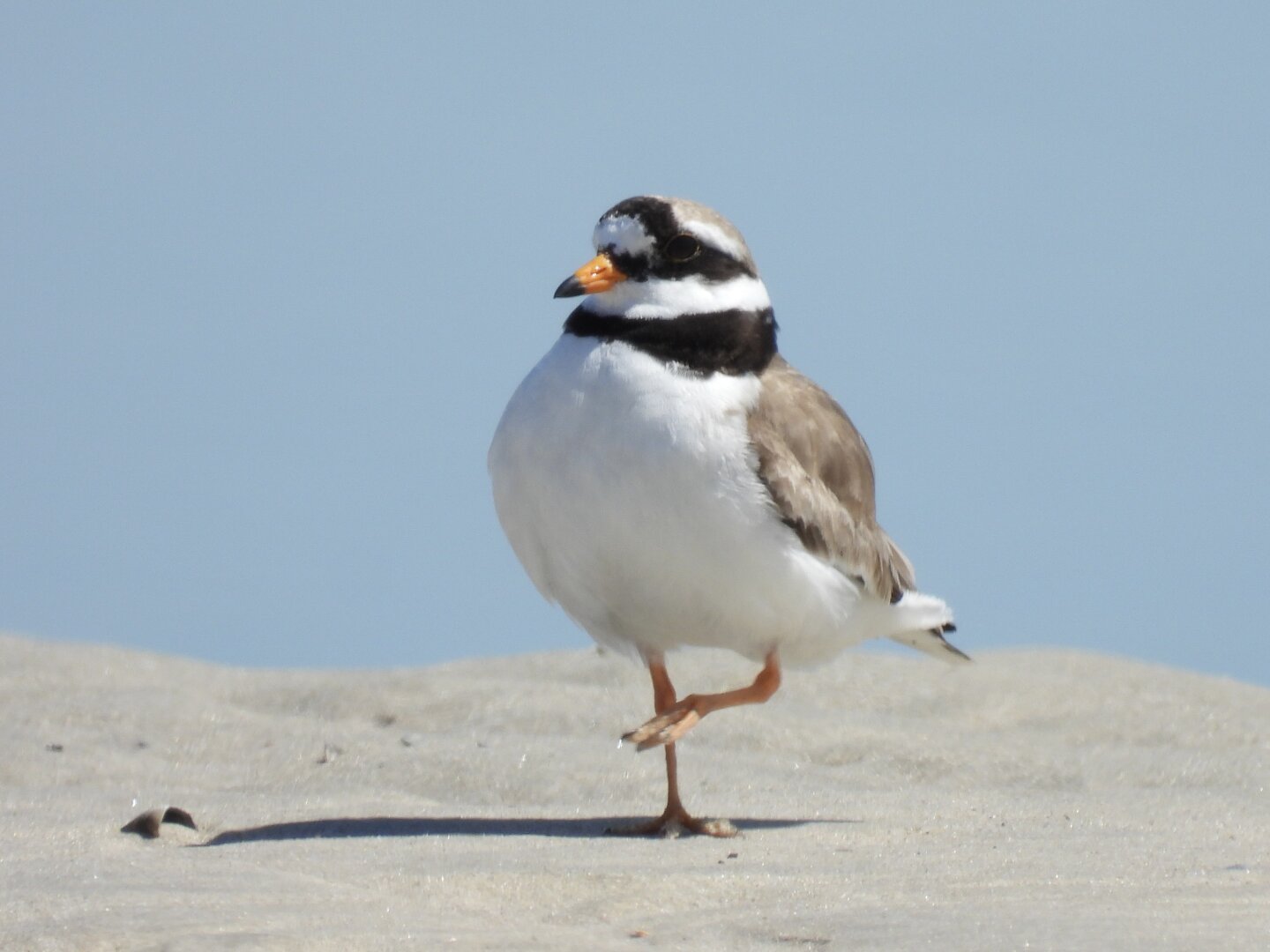 A white plover with brown back and black stripes around the neck and eye. Feet and beak are orange, the tip of the beak is black. The bird is walking on sand with one foot lift from the ground. Light blue sky in the sky background