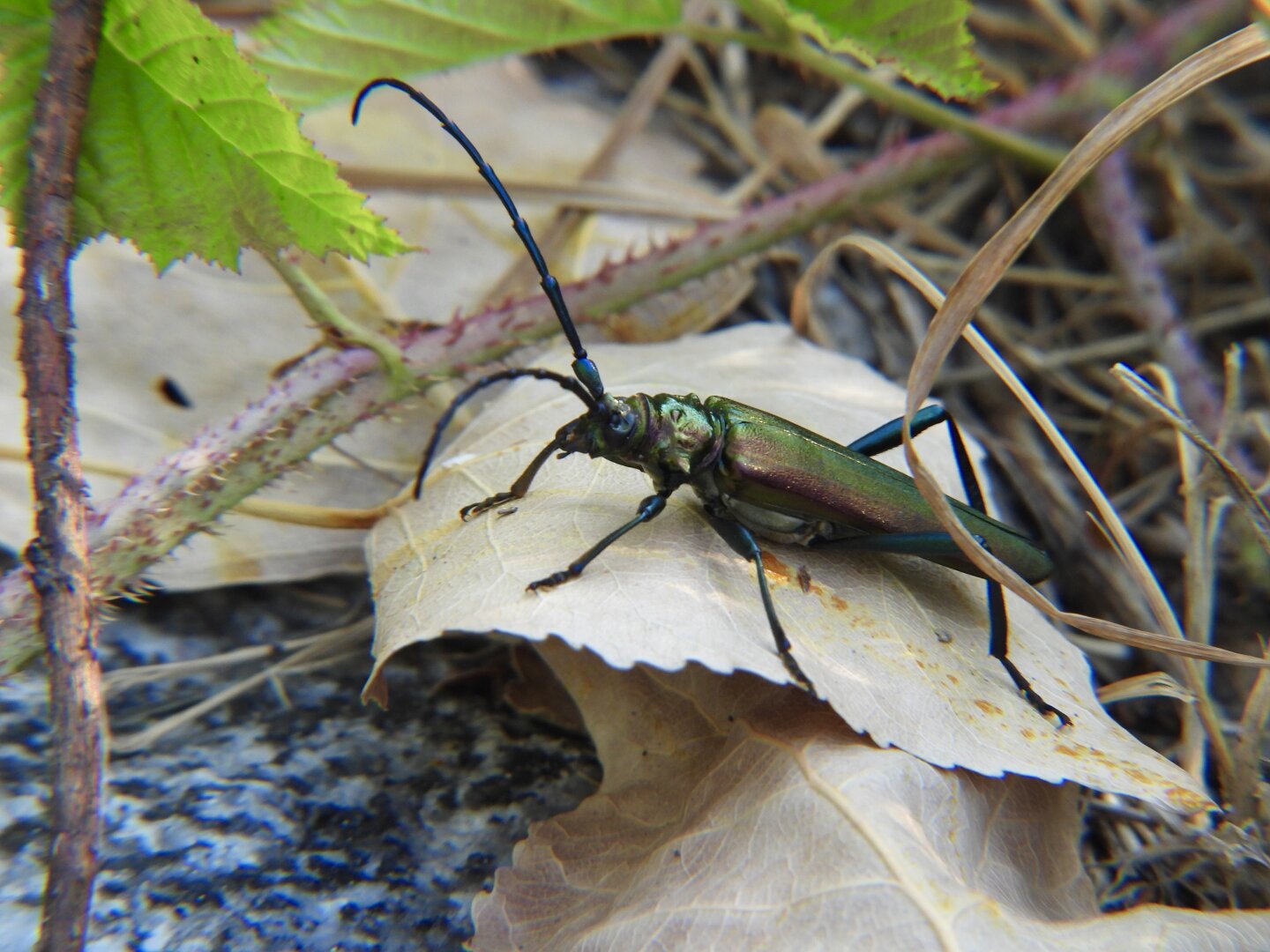 A huge strung-out beetle with very long antennae, sitting on a leaf on the floor. The body show iridescent colours between.
Brown, red and green.