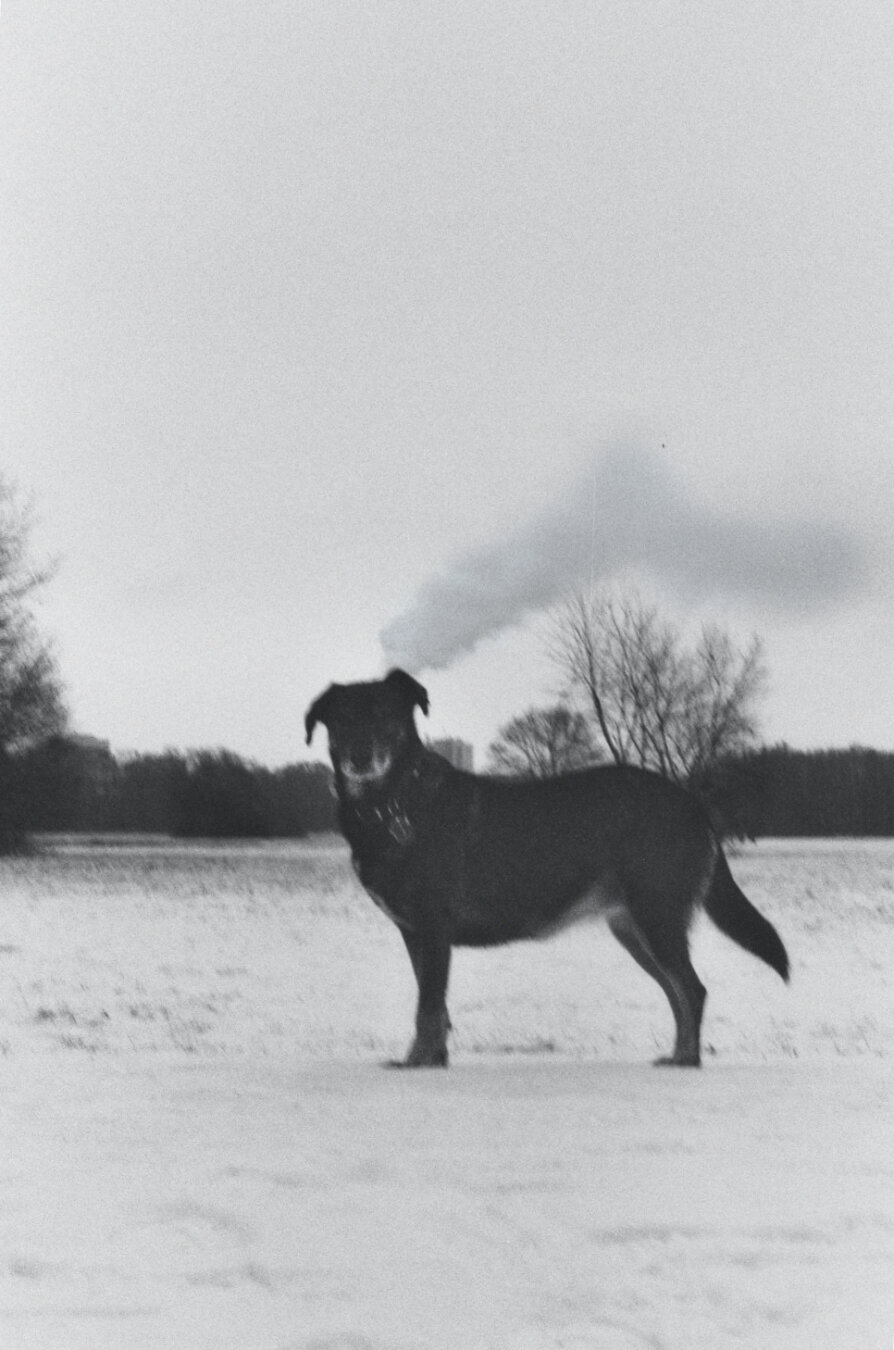 Analog black and white photo of my Doggo Dina who was thinking that hard (probably about how to hunt down that damn squirrel) that you can see smoke coming up from her head.