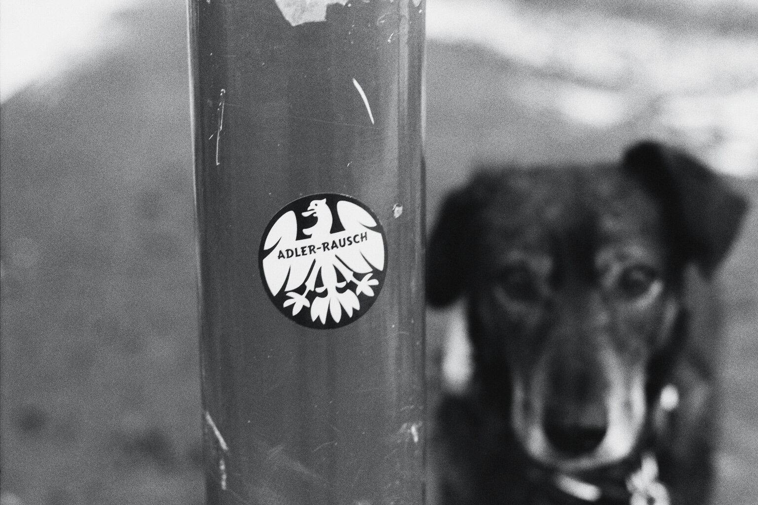 Analog black and white photo of a pole with a sticker of the Eintracht Frankfurt eagle and the lettering „Adlerrausch“ on it. My dog Dina next to it, a bit blurry, looking towards the camera (rare moment!).